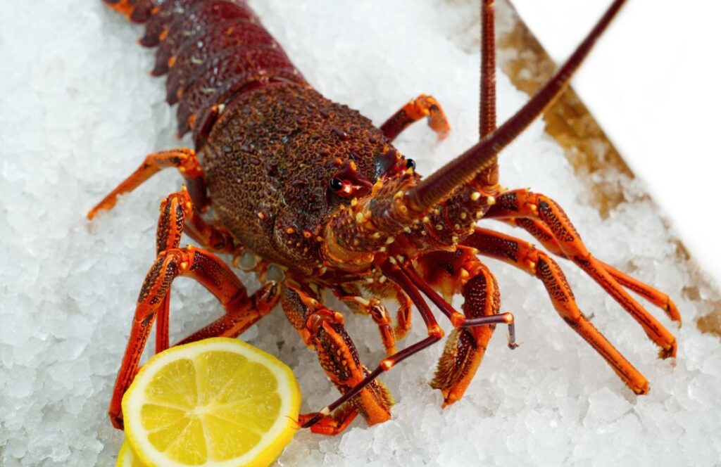 Southern Rock Lobster (Live) Adelaide Seafood
