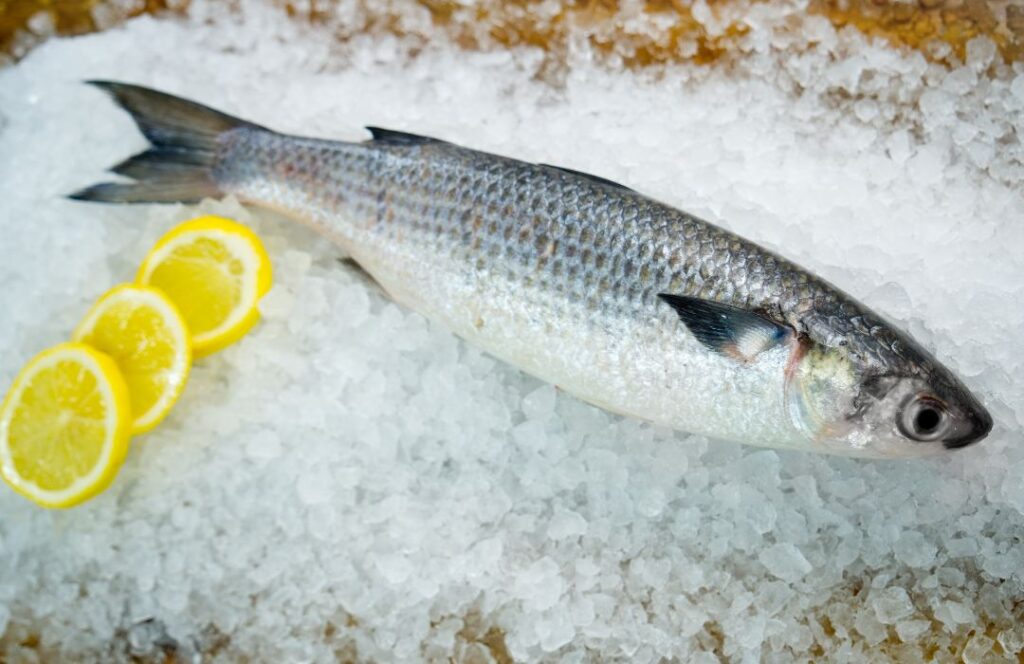 australian-mullet-fish-delivery-adelaide-adelaide-seafood
